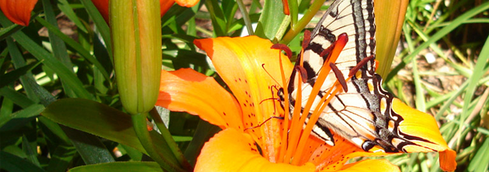 monarch buttery fly stuck in a lilly